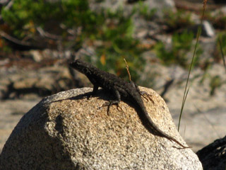 Lizard watching me pass by on the way up Mount Reba
